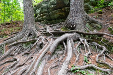 Parkta ağaçların yayılan kökleri. Ağacın kökleri.