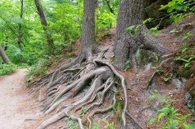 Parkta ağaçların yayılan kökleri. Ağacın kökleri.