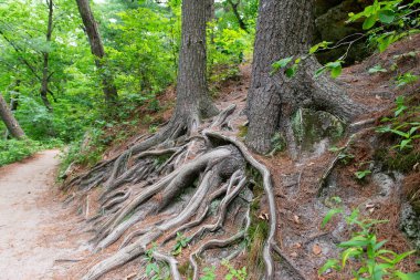 Parkta ağaçların yayılan kökleri. Ağacın kökleri.