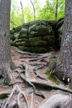 Parkta ağaçların yayılan kökleri. Ağacın kökleri.