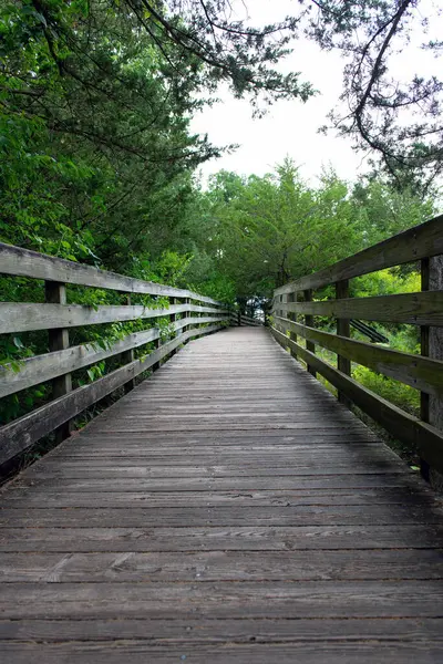 Parktaki tahta merdivenler. Tahta kaldırım ya da yol yemyeşil ağaçlar ve bitki örtüsüyle çevrili. Ortam, genel olarak sakin ve sakin bir atmosferi olan bir doğa yolu, park ya da ormanlık alana benziyor..