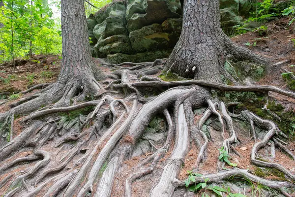 Parkta ağaçların yayılan kökleri. Ağacın kökleri.