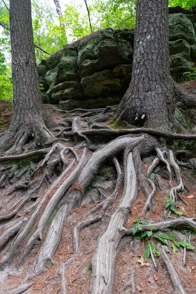 Parkta ağaçların yayılan kökleri. Ağacın kökleri.
