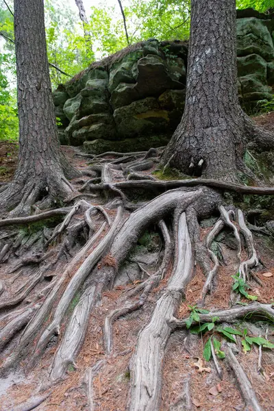 Parkta ağaçların yayılan kökleri. Ağacın kökleri.