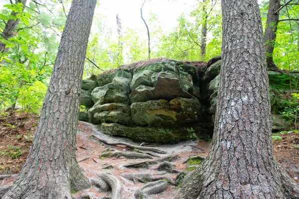 Parkta ağaçların yayılan kökleri. Ağacın kökleri.