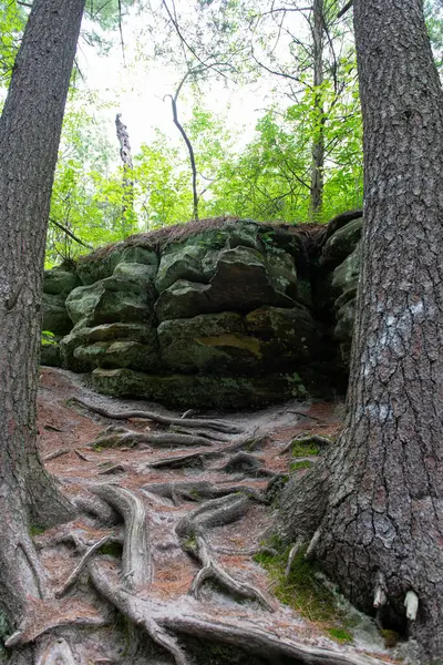 Parkta ağaçların yayılan kökleri. Ağacın kökleri.
