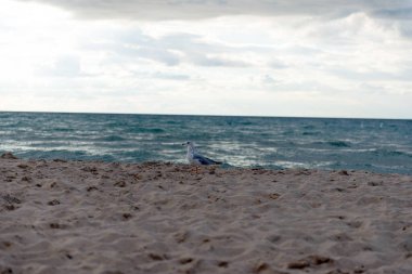 Arka planda okyanus dalgaları ve yukarıda bulutlu gökyüzü olan tek bir martı kumlu sahilde duruyor. Huzurlu sahil manzarası seyahat, vahşi yaşam ve doğa kavramları için mükemmeldir..