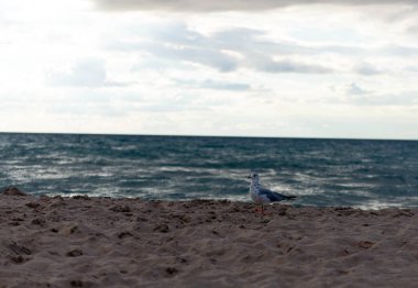 Yalnız bir martı bulutlu bir günde denizin yakınındaki kumlu sahilde duruyor. Sakin atmosfer, yumuşak ışık ve açık kompozisyon seyahat, yaz ve vahşi yaşam temaları için uygun hale getirir..