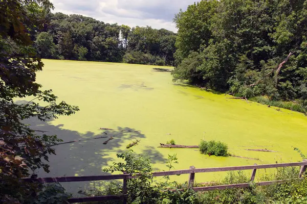 Yoğun yaz ormanlarıyla çevrili, tamamen ördek yosunlarıyla kaplı yeşil bir bataklık ya da göletin geniş doğal manzarası. Barışçıl ama vahşi ve el değmemiş bir manzara, ekolojik, eğitimsel veya seyahatle ilgili projeler için mükemmel.