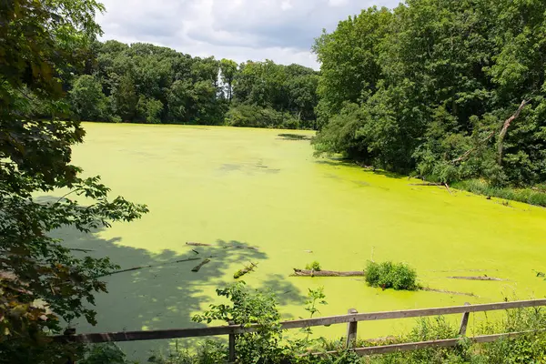 Yoğun yaz ormanlarıyla çevrili, tamamen ördek yosunlarıyla kaplı yeşil bir bataklık ya da göletin geniş doğal manzarası. Barışçıl ama vahşi ve el değmemiş bir manzara, ekolojik, eğitimsel veya seyahatle ilgili projeler için mükemmel.