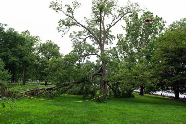 Bir halk parkında sarı bantla işaretlenmiş büyük bir ağaç fırtınadan sonra kırıldı ve parçalandı. Dramatik doğal hasar sahnesi, iklim, hava ve güvenlik kavramları için kullanışlı.