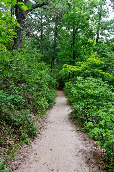 Yazın canlı yeşil bir ormanda sessiz kumlu bir patika. Yürüyüş, açık hava aktiviteleri, ekolojik seyahat ve doğa keşfi içeriği için ideal görüntü.
