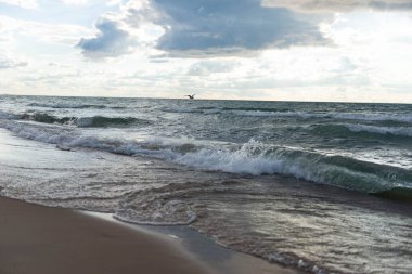 Fırtınalı göl üzerinde uçan kuş kumlu sahil yakınlarında dalgalanır. Michigan Gölü kıyısına çarpan dramatik dalgalar ve üzerinde uçan bir kuş. Suyun, rüzgarın ve özgürlüğün doğal manzarası. Seyahat ve doğa geçmişi için ideal..
