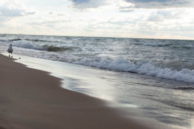 Kumlu kıyıları yıkayan köpüklü dalgalarla deniz burnu ve gün batımında dramatik bulutlu gökyüzünün altında duran bir martı. Huzurlu kıyı manzarası.