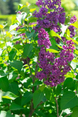 Güneş ışığında yeşil yapraklı canlı mor leylak çiçeklerine yakın çekim. Bahçede güzel bir bahar çiçekleniyor, tazeliğin ve doğanın uyanışının sembolü..