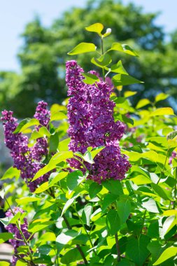 Baharda parlak mavi gökyüzünün altında açan yeşil yapraklı güzel mor leylak çiçekleri. Doğal çiçek arkaplanı tazeliği ve doğanın uyanışını sembolize eder..