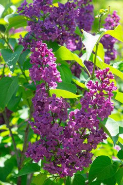 Güneş ışığında yeşil yapraklı canlı mor leylak çiçeklerine yakın çekim. Bahçede güzel bir bahar çiçekleniyor, tazeliğin ve doğanın uyanışının sembolü..