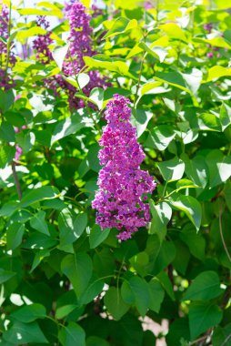 Güneş ışığında taze yeşil yapraklı güzel leylak çiçekleri. Bahar bahçesindeki leylak çalılarının canlı mor çiçekleri.