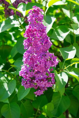 Güneş ışığında taze yeşil yapraklı güzel leylak çiçekleri. Bahar bahçesindeki leylak çalılarının canlı mor çiçekleri.