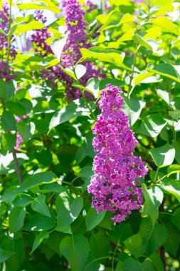 Güneş ışığında taze yeşil yapraklı güzel leylak çiçekleri. Bahar bahçesindeki leylak çalılarının canlı mor çiçekleri.