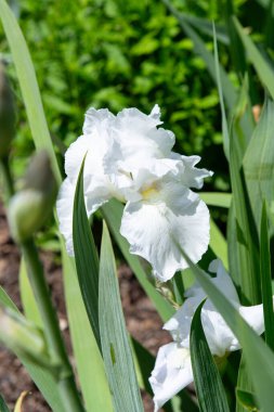 Yeşil yapraklı beyaz iris çiçeğine yakın plan ve güneş ışığı altında doğal arka plan. Bahar ya da yaz çiçekli fotoğrafçılık.