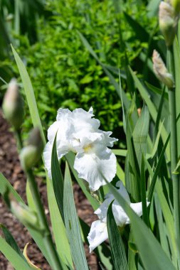 Yeşil yapraklı beyaz iris çiçeğine yakın plan ve güneş ışığı altında doğal arka plan. Bahar ya da yaz çiçekli fotoğrafçılık.