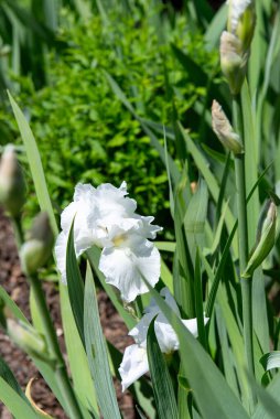 Bahçede büyüyen beyaz iris çiçekleri saflığı, zarafeti ve bahar güzelliğini sembolize ediyor. Çiçek geçmişi ve doğa kavramları için mükemmel..