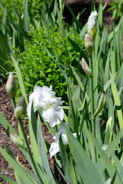 Bahçede büyüyen beyaz iris çiçekleri saflığı, zarafeti ve bahar güzelliğini sembolize ediyor. Çiçek geçmişi ve doğa kavramları için mükemmel..