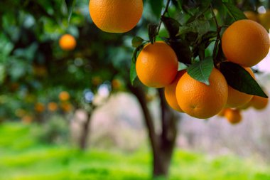 Orange garden and ripe oranges on tree branches. Beautiful orange trees. Orchard in Turkey. Fruit trees with ripe fruits.