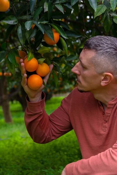 A Man in the Orange Garden and ripe oranges on the branches of trees. Photo of a man in the garden among fruit trees.