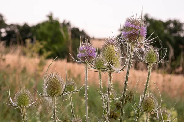Flowering Thistle Photograph Dispacus Plant Blooming Field Sunset Flowers Dipsacus — Stock Photo, Image