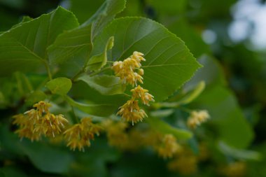 Çiçekler ve ıhlamur yaprakları. Limon çiçeğinin güzel bir fotoğrafı. İnfloresans ve yeşil yapraklı bir ıhlamur dalı.