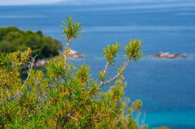 Denizin arka planında yabani biberiye. Güneşli bir yaz gününde yeşil biberiye Rosmarinus officinalis çalısı.