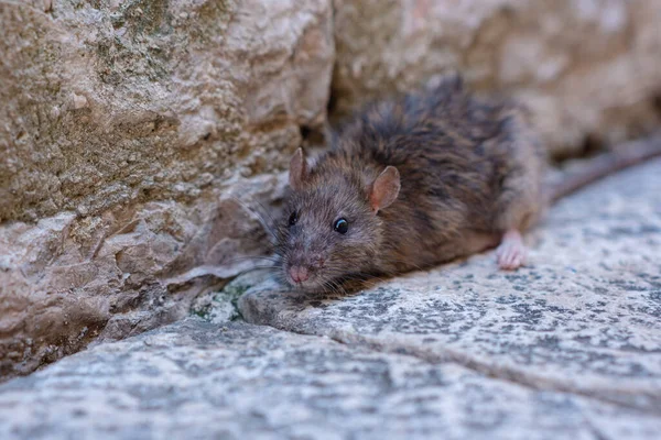 A gray old mouse sits on a stone floor. A rodent lurked on a rock on a city street.