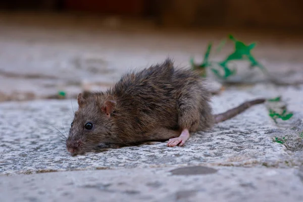 A gray old mouse sits on a stone floor. A rodent lurked on a rock on a city street.