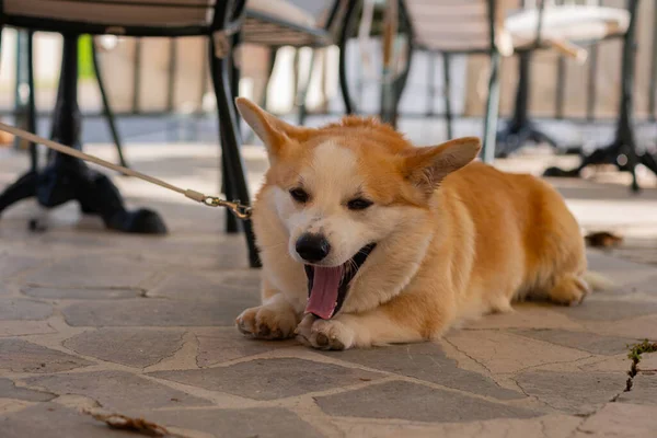 Komik Dost canlısı Güzel Galli Corgi Pembroke yerde yatıyor ve kameraya poz veriyor..