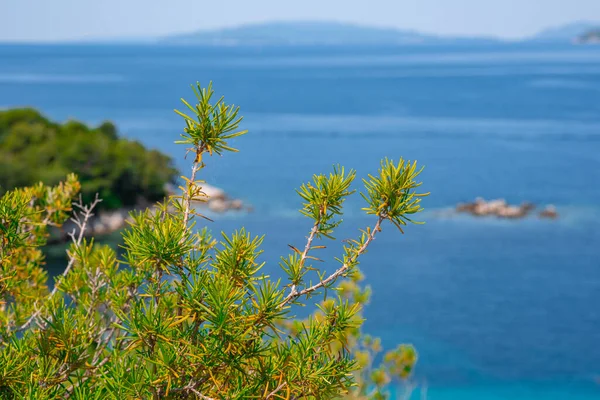Wild rosemary on the background of the sea. Bush of green rosemary Rosmarinus officinalis on a sunny summer day.