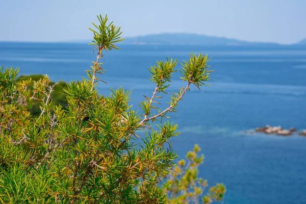 Wild rosemary on the background of the sea. Bush of green rosemary Rosmarinus officinalis on a sunny summer day.