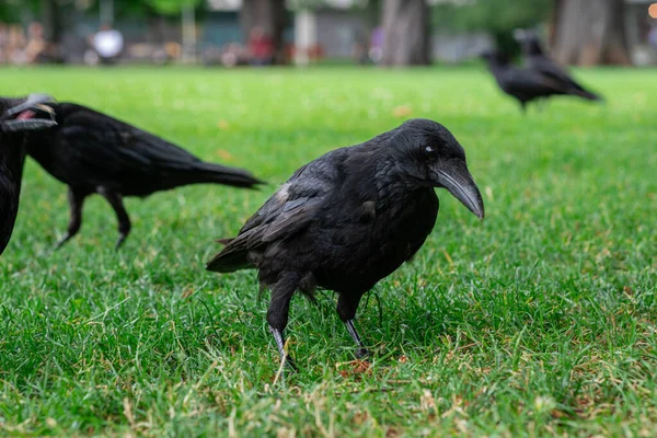 Black crowns walking on the green grass of lawn in the park. Many crowns. Black Corvus birds sitting in grass.
