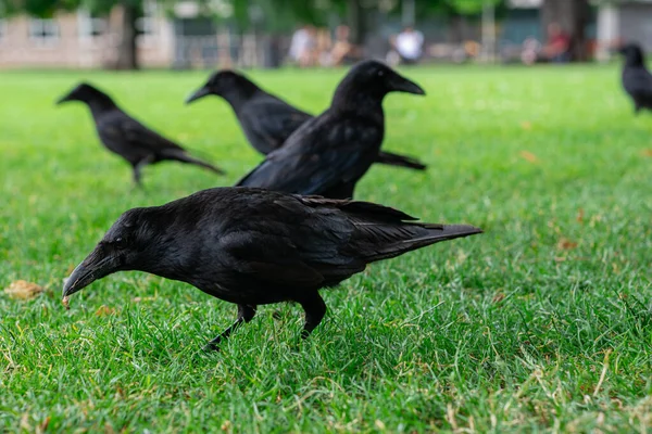 Black crowns walking on the green grass of lawn in the park. Many crowns. Black Corvus birds sitting in grass.