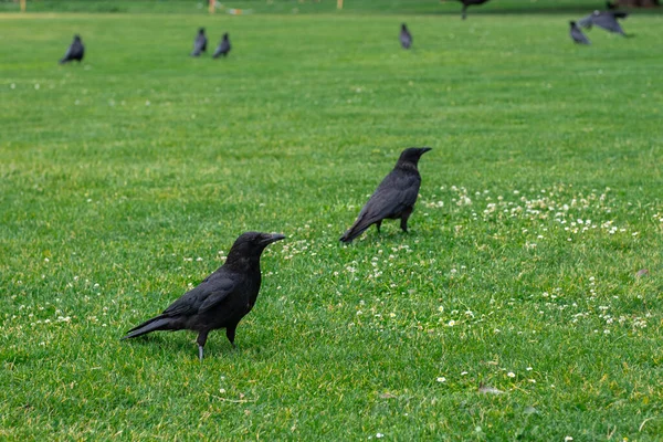 公園の芝生の緑の草の上を歩いている黒い冠 多くの王冠 草に座っている黒いコルベス鳥 — ストック写真