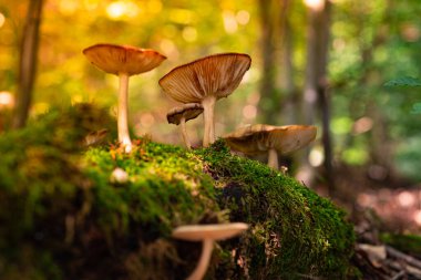 Güzel lamellar mantarlar ormandaki yosunlarla kaplanmış çürümüş bir ağaçta yetişir. Yaban mantarlarının güzel bir fotoğrafı. Almanya 'nın doğası, Thüringen ormanları..