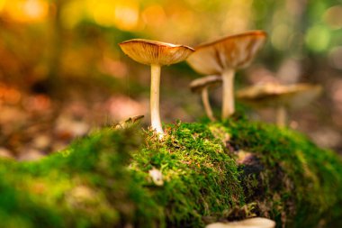 Güzel lamellar mantarlar ormandaki yosunlarla kaplanmış çürümüş bir ağaçta yetişir. Yaban mantarlarının güzel bir fotoğrafı. Almanya 'nın doğası, Thüringen ormanları..