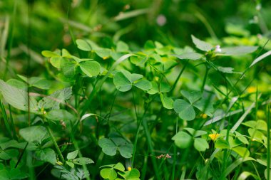 Güneşli bir günde ormanda yeşil çimenler. Oxalis asetosella ve Linaria vulgaris 'in sarı ve beyaz çiçekleri. Ortak Orman Sorrel 'in yakın plan fotoğrafı. Almanya 'nın Doğası, Thüringen Ormanları.
