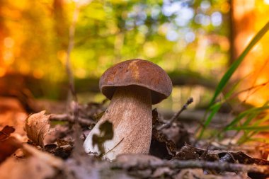 Güzel, güçlü ve böcekler tarafından el değmemiş, güneş altında düşen yaprakların arasında bir orman sahnesinde Cep Mantarı. Kahverengi şapkalı orman mantarı. Boletus edulis, Penny Bun, Porcino veya Porcini olarak da bilinir.