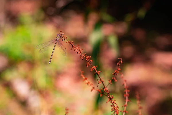 Malá Lesní Vážky Sedí Větvi Rostliny Slunci Jako Byla Kovu — Stock fotografie