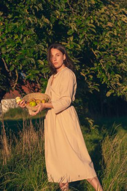 Elma Bahçesindeki Güzel Kız. Güzel açık renk elbiseli genç bir kadın elma ağaçlarının arasında sepette yeşil elma topluyor. Yaz akşamında gün batımında elma toplamak..