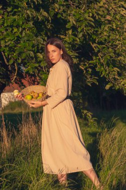 Elma Bahçesindeki Güzel Kız. Güzel açık renk elbiseli genç bir kadın elma ağaçlarının arasında sepette yeşil elma topluyor. Yaz akşamında gün batımında elma toplamak..