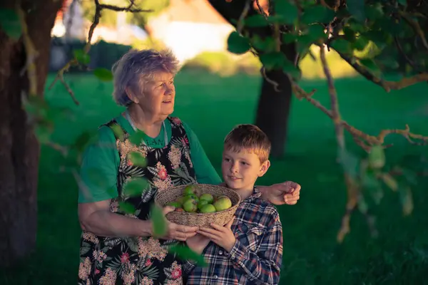 Grandmother and grandson of European appearance in a shady apple orchard collect apples in a wicker basket. Family values, kinship relations between generations.