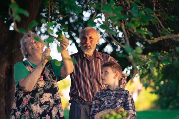 Grandparents and their grandson pick apples in a shady orchard. Family photo harvesting apples in early autumn. Caucasian family working together in the garden.